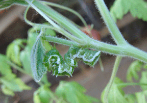 f0232920_141613.gif