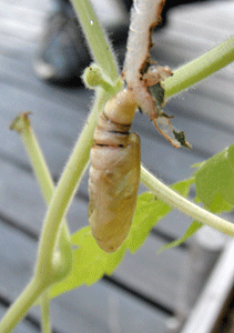 f0232920_1492764.gif