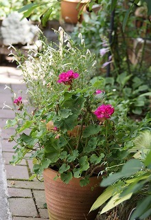 f0170524_11315528.jpg