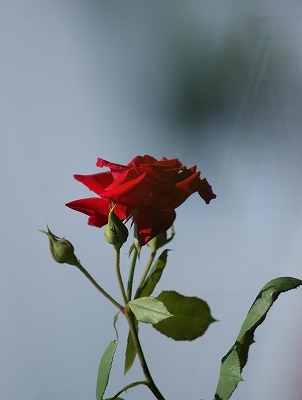 f0170524_11325434.jpg