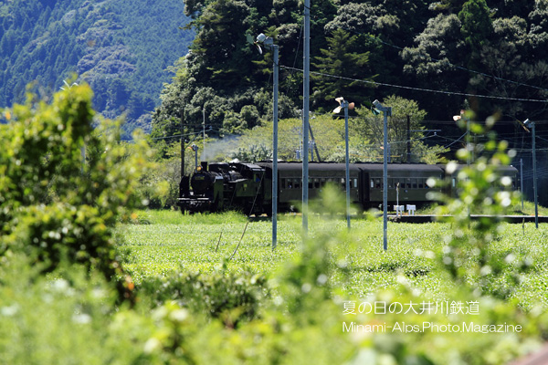 茶畑を走る大井川鉄道・・そしてかわね路_f0081726_2049106.jpg