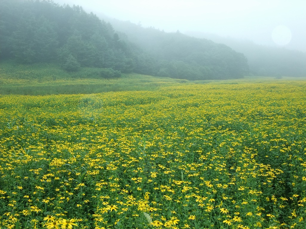 北海道　タンデムツーリング　霧!霧!雨_f0050534_6475970.jpg