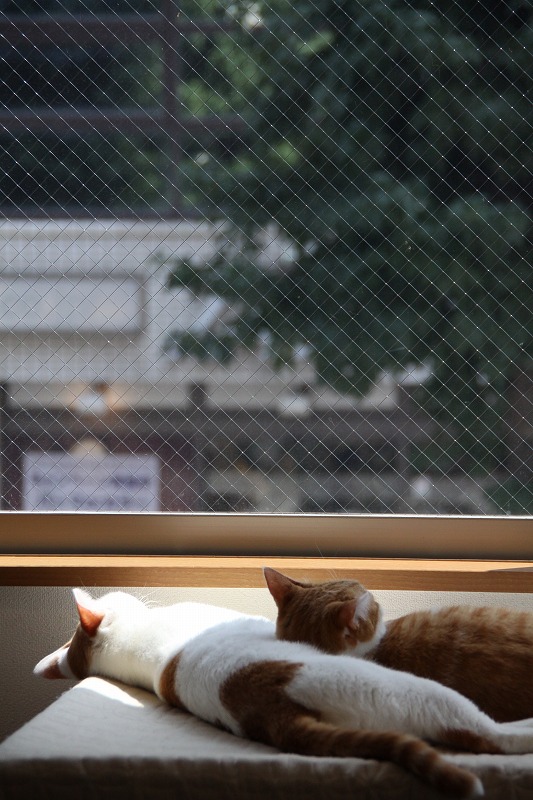 厚木市厚木 Cat Cafe 猫助 新 間違いだらけの猫カフェ選び 厚木市厚木 Cat Cafe 猫助 新 間違いだらけの猫カフェ選び