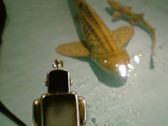 2010年9月3日(金) 海遊館にて_e0005548_21353222.jpg