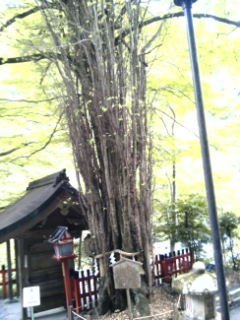 e0145549_1551143.jpg
