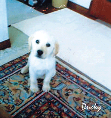 b0198051_21202180.gif
