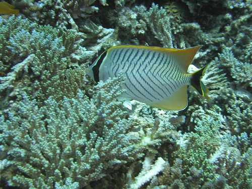 c0180460_1423232.jpg