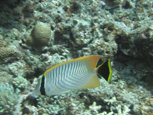 c0180460_14233873.jpg