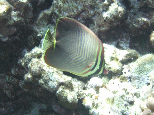 c0180460_14404616.jpg