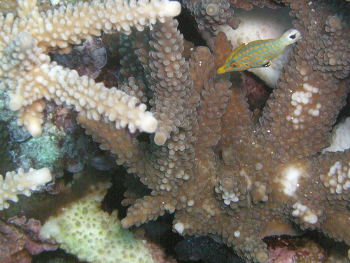 c0180460_1443591.jpg