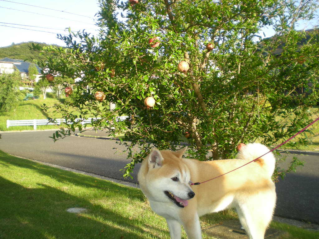 2010年9月2日(木)最高に暑い夏!_f0060461_93426.jpg