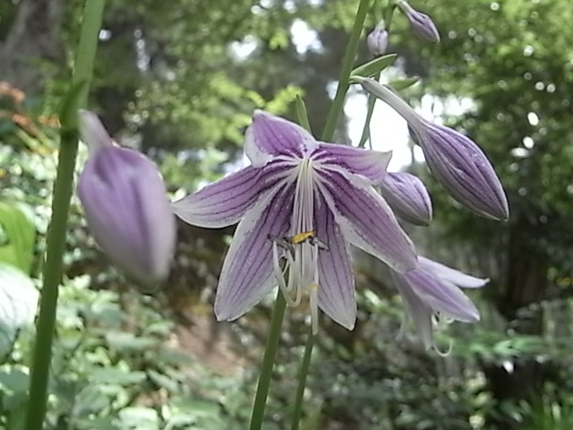 花はハナ！　９月２日（木）　…晴れ…_a0146070_1850019.jpg