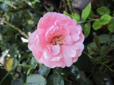 c0202870_14183795.jpg