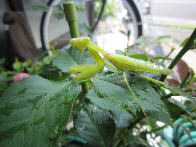 c0202870_1491520.jpg