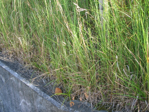 e0031572_1459552.jpg