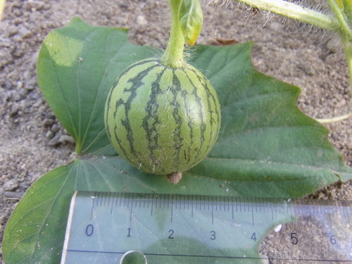e0181373_20202912.jpg