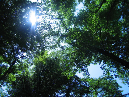 羽村駅で降りて、まいまいず井戸へ。_d0101676_10275768.jpg
