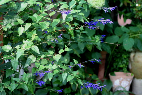 夏い強い花 カンナとセージ Soleilの庭あそび 布あそび