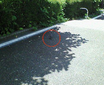 c0014187_1433287.jpg