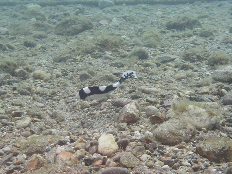 e0115199_184684.jpg