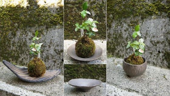 苔玉の受皿、試作品です。_d0138203_71447.jpg