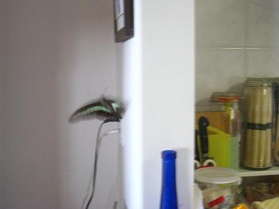 e0178307_1034589.jpg
