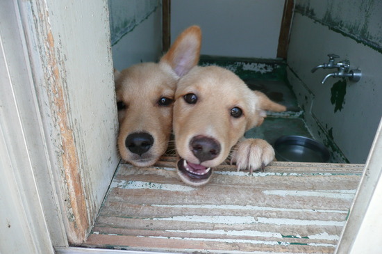 9月2日 愛護センター・レポート_f0121712_14535763.jpg