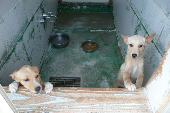 9月2日 愛護センター・レポート_f0121712_14542420.jpg