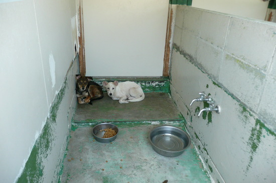 9月2日 愛護センター・レポート_f0121712_14561393.jpg