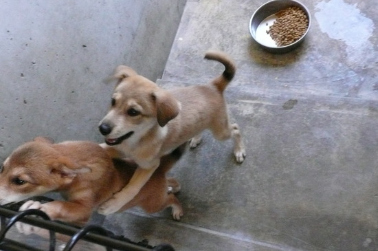 9月2日 愛護センター・レポート_f0121712_14581169.jpg