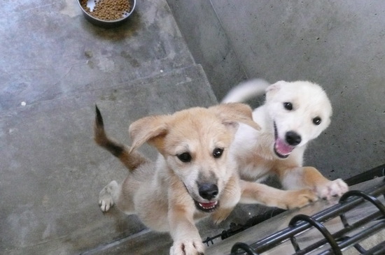 9月2日 愛護センター・レポート_f0121712_14582357.jpg