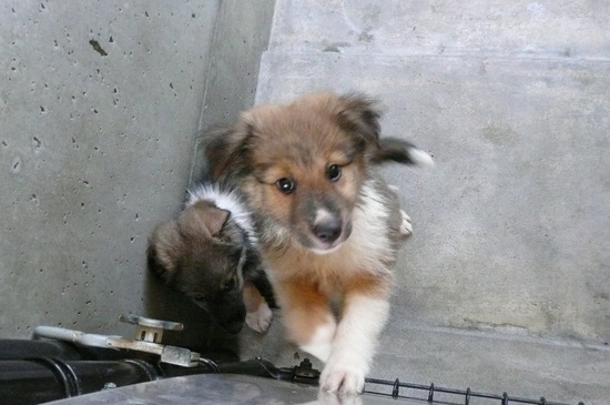 9月2日 愛護センター・レポート_f0121712_14583685.jpg