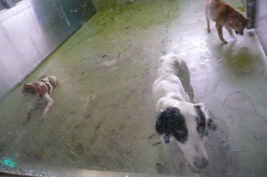 9月2日 愛護センター・レポート_f0121712_16233442.jpg