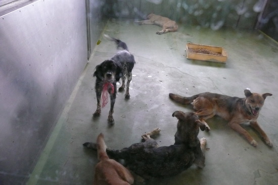 9月2日 愛護センター・レポート_f0121712_16245080.jpg