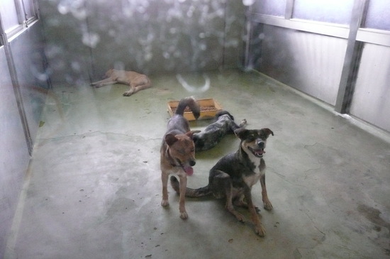 9月2日 愛護センター・レポート_f0121712_16251047.jpg