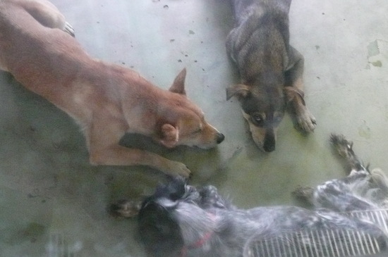 9月2日 愛護センター・レポート_f0121712_16344912.jpg