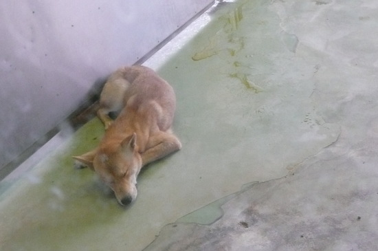 9月2日 愛護センター・レポート_f0121712_2346454.jpg