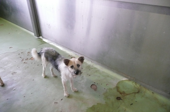 9月2日 愛護センター・レポート_f0121712_23502152.jpg