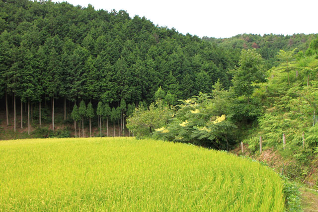 北山氷室跡_e0048413_1024188.jpg
