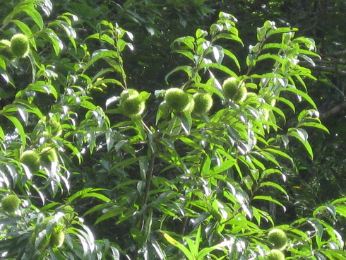 a0125419_21475497.jpg