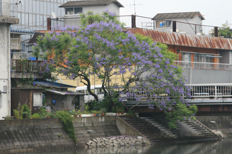 地植えジャカランダ J Blog 地植えジャカランダ J Blog