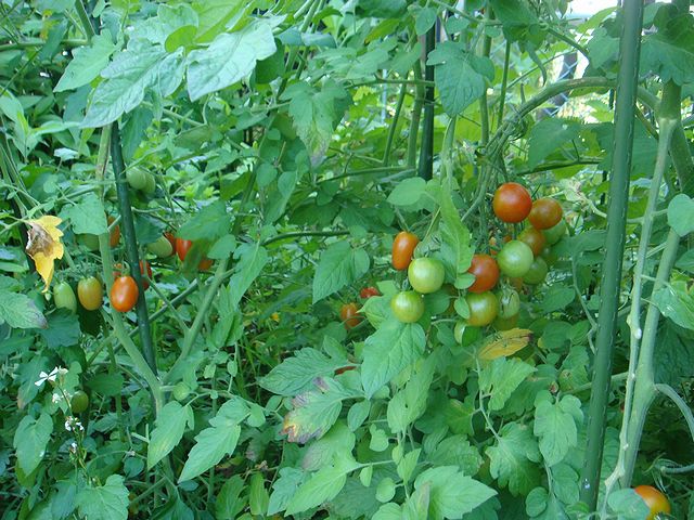 c0219220_13393969.jpg