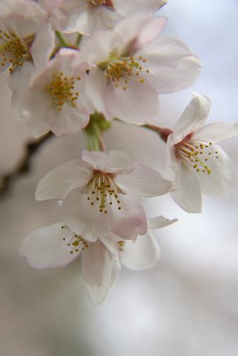 大庭城址公園の桜_e0021121_1424886.jpg