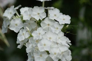 f0170524_11213382.jpg