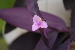 f0170524_1135145.jpg