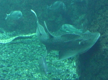 c0073536_15182650.jpg