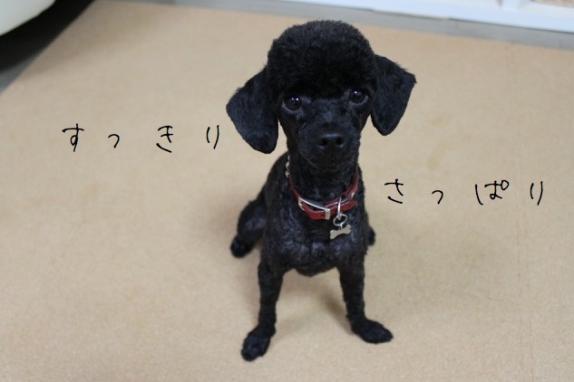 ごろりんロックとサマーカットアゲイン 凡人の犬