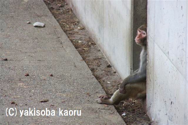 アカゲザル（東武動物公園）_f0097047_1492738.jpg