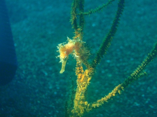 e0065350_2143438.jpg