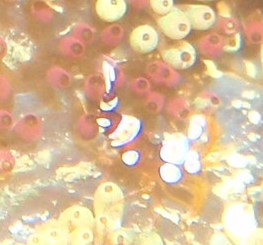 e0065350_281349.jpg